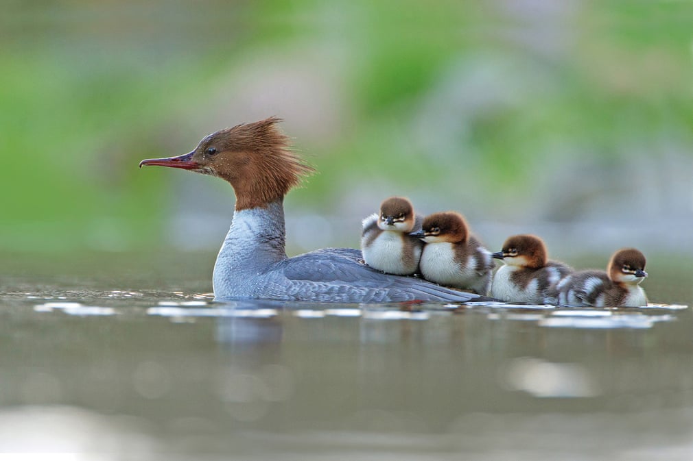 ภาพ Goosander and brood โดยช่างภาพ Jonathan Gaunt