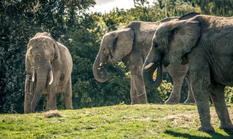 Elephants from the herd at Howletts Wild Animal Park.