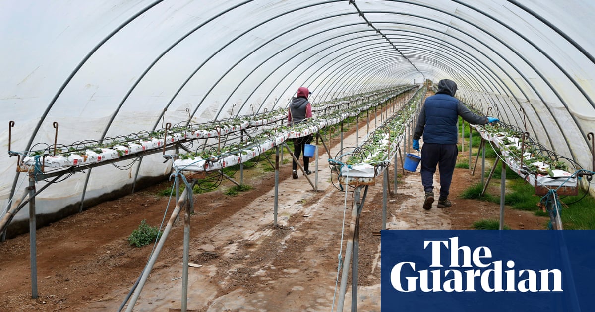 British Workers Reject Fruit Picking Jobs As Romanians Flown In