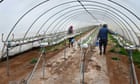 British workers reject fruit-picking jobs as Romanians flown in