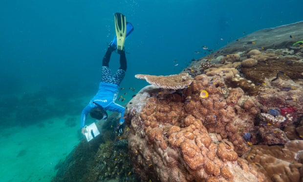 The massive coral discovered on the Great Barrier Reef