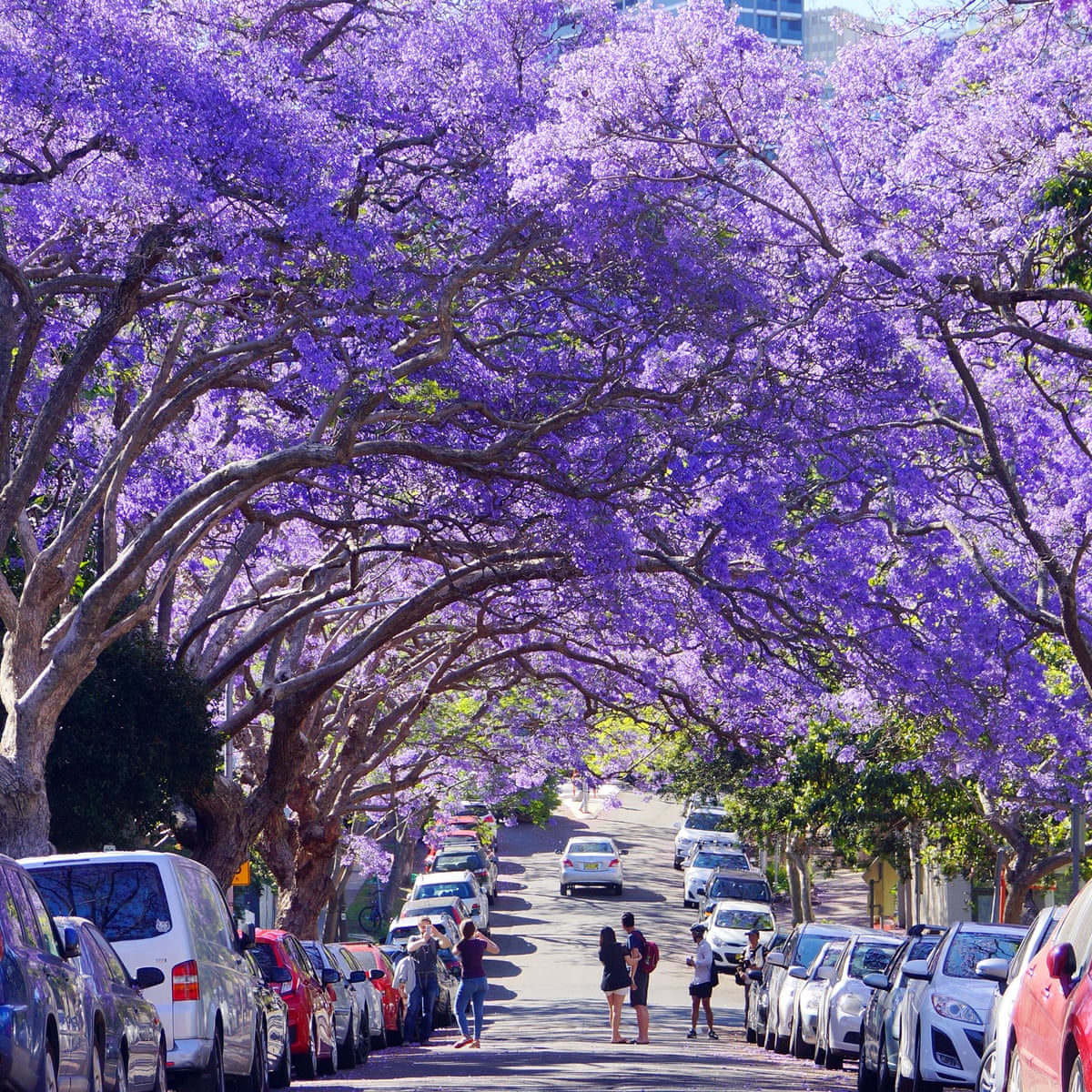 Jacarandas in bloom a purple lining to 20 – share your pictures ...