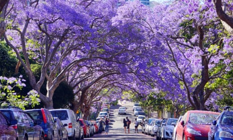 large trees of purple flowers form a tunnel over a street lined with cars