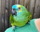 The pet I’ll never forget: Bud, the parrot with a crisp addiction who was too fat to fly