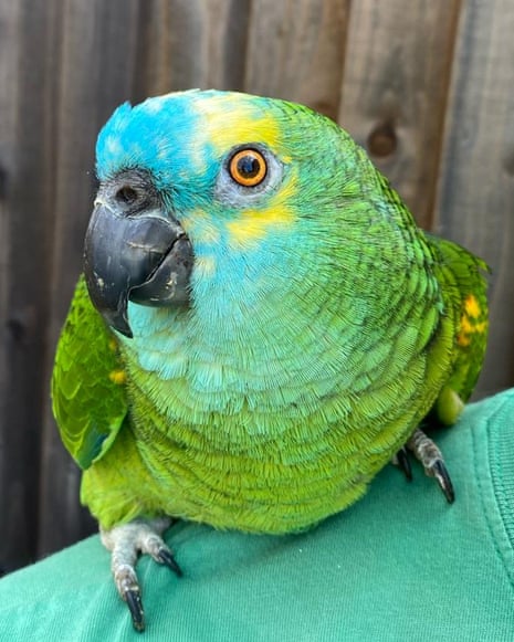 Cute and cheerful-looking green parrot perched on someone's shoulder