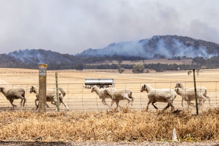 Smoke in background with sheep running in a paddock in the foreground