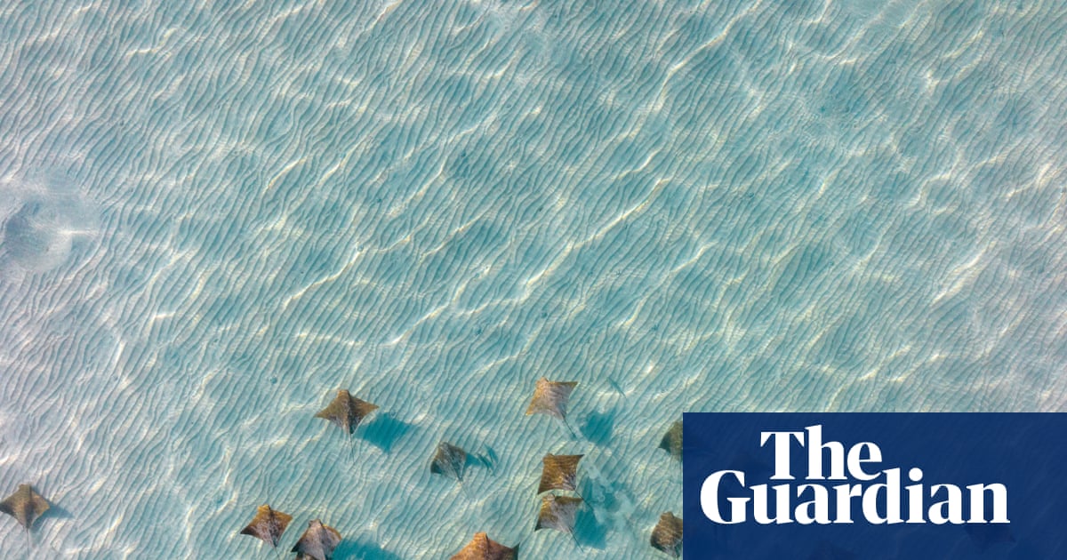 Drone footage shows rare bird’s-eye view of stingrays off New York coast