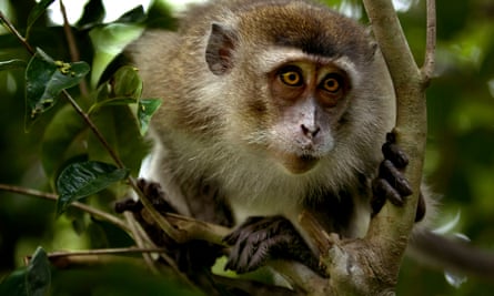 A macaque monkey in Tanjung Puting national park