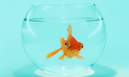 goldfish in a fish bowl, blue background