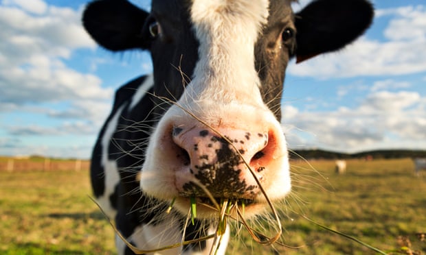 US dairy cows are regularly implanted with hormones that are banned in the EU.