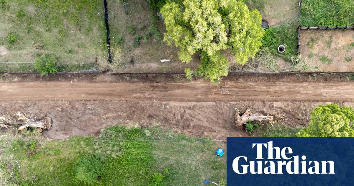 Protesters occupy 200-year-old tree at US-Mexico border to stop its destruction: ‘She’s our Statue of Liberty’