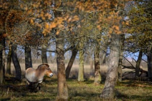 A Przewalski’s horse in Hortobagy national park, Hungary