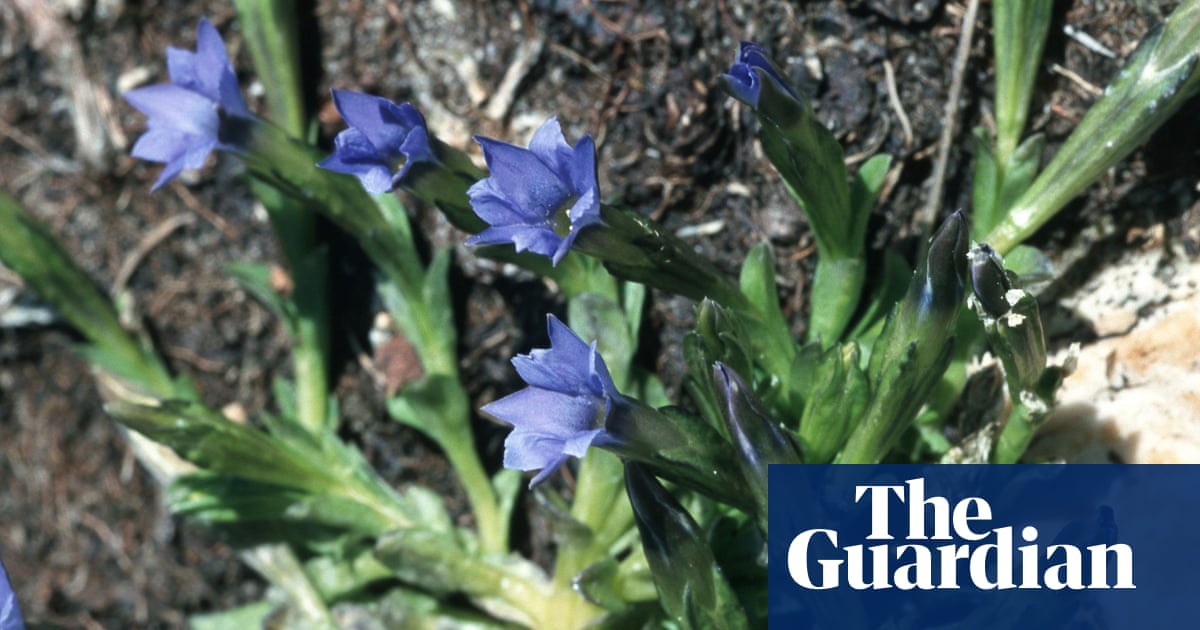 Plantwatch: gentians – the flowers that shut when touched
