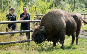 Tom Gibbs (à esquerda) e Donovan Wright, os primeiros Bison Rangers do Reino Unido em West Blean Woods perto de Canterbury.