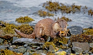 otter eating crab