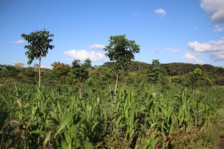 Cedar and mahogany saplings poke up above an understory of maize and beans.