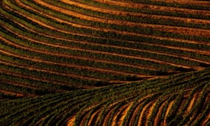 A terraced hillside cabernet sauvignon vineyard in Sonoma county, California.