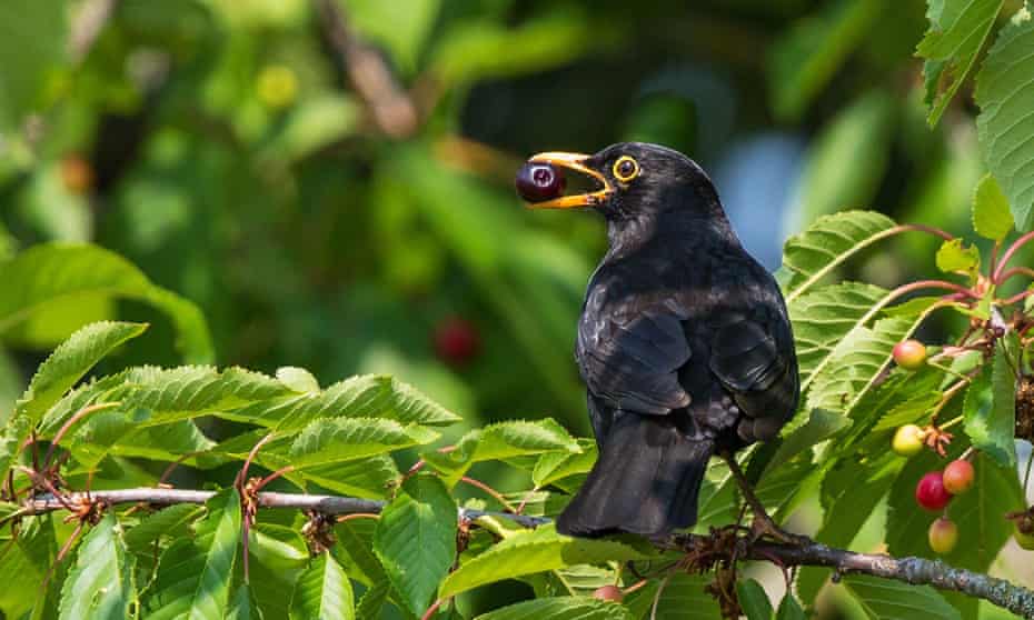 A common Blackbird feeding in a cherry tree.
