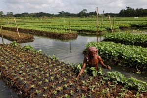 A farmer places water weeds on top of the seedlings’ root on a floating bed, at his farm in Pirojpur district, Bangladesh