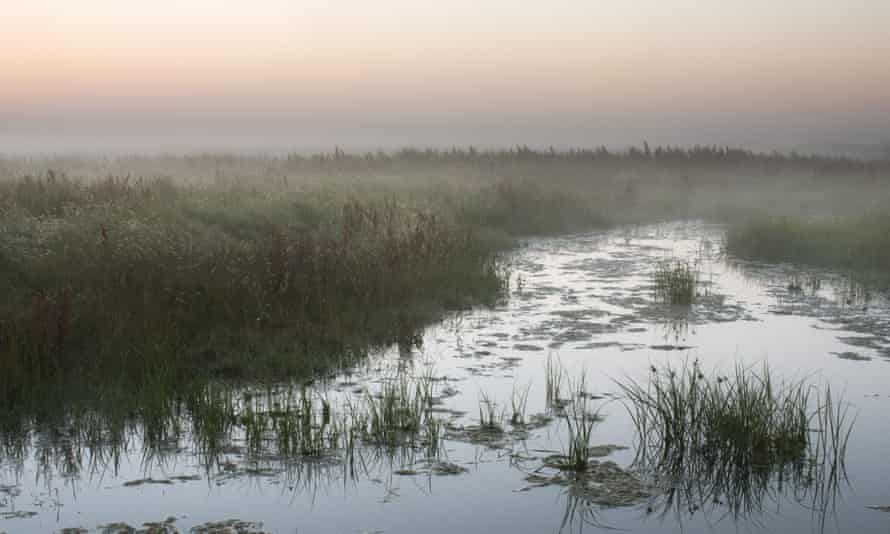 View of a ditch in coastal grazing marsh habitat at dawn in Elmley Marshes National Nature Reserve, Isle of Sheppey Kent, UK.