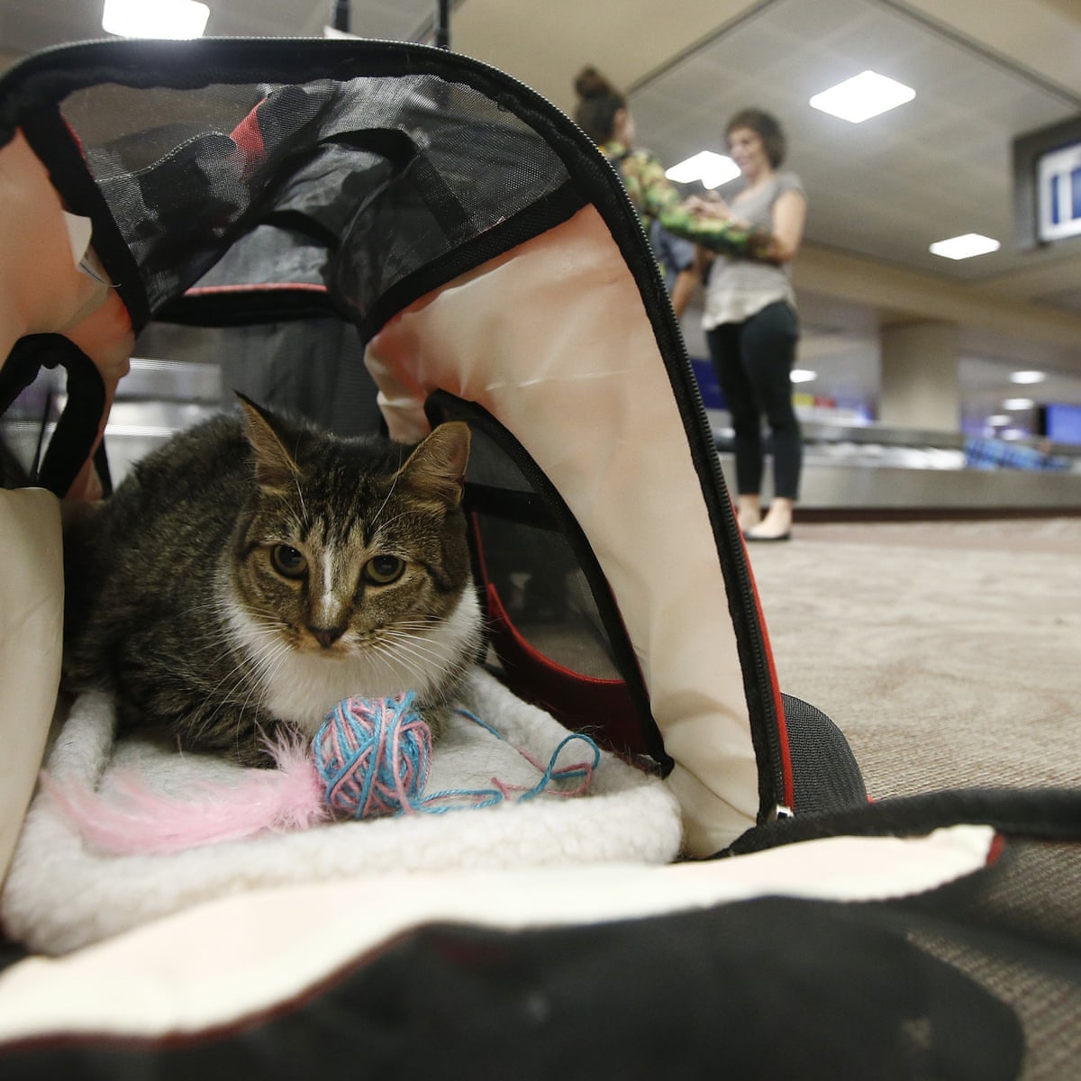 No more free rides: US seeks to limit emotional support animals on planes |  Airline industry | The Guardian