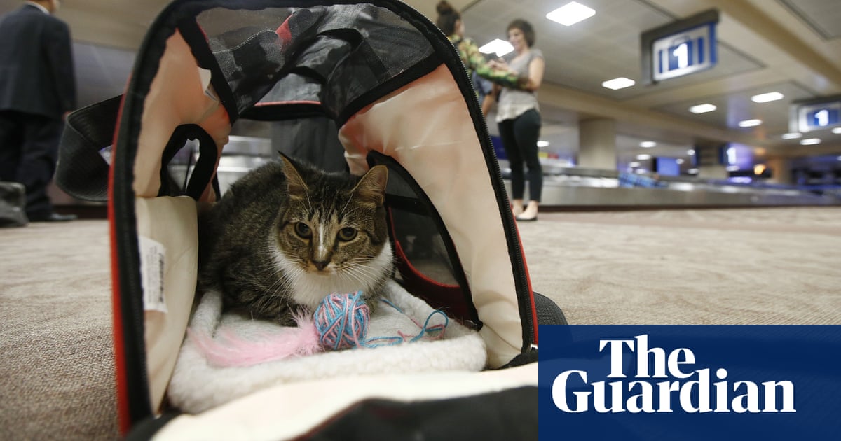 Emotional support pets: experts warn of animal welfare risk