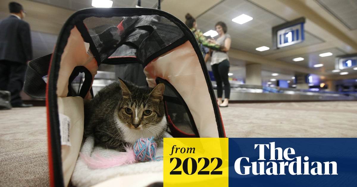 Can Cats Be Trained As Service Animals: Surprising Facts Revealed