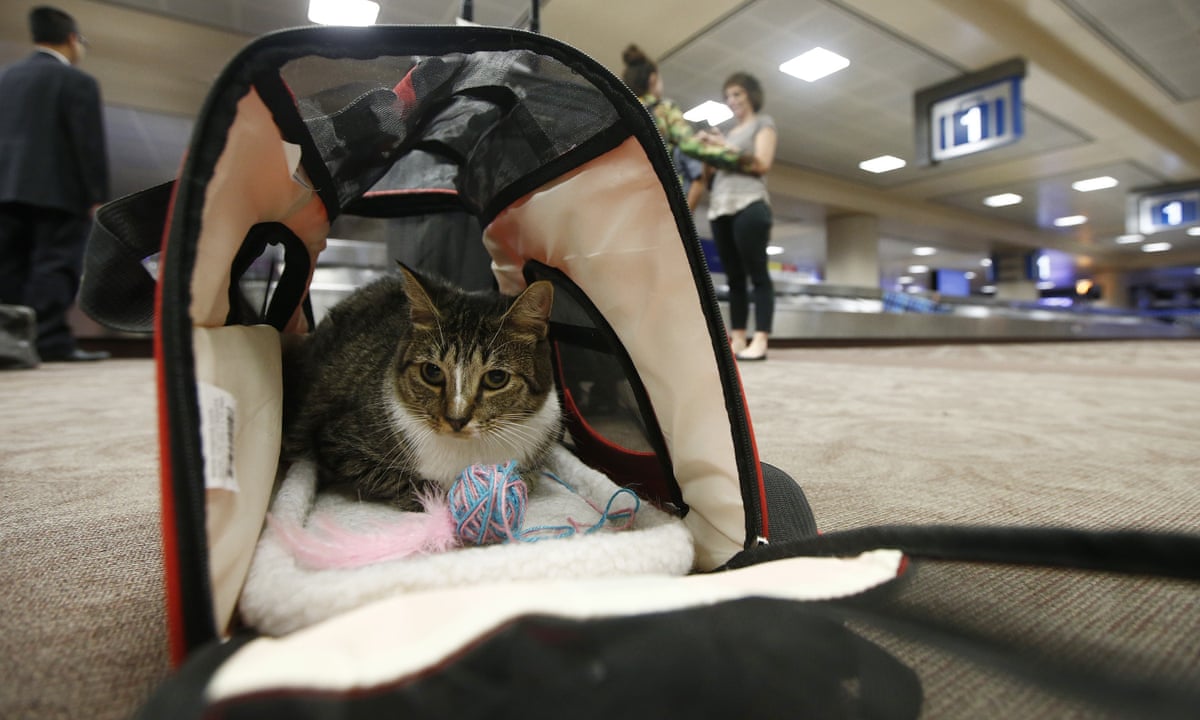 Emotional support pets: experts warn of animal welfare risk | Animal welfare