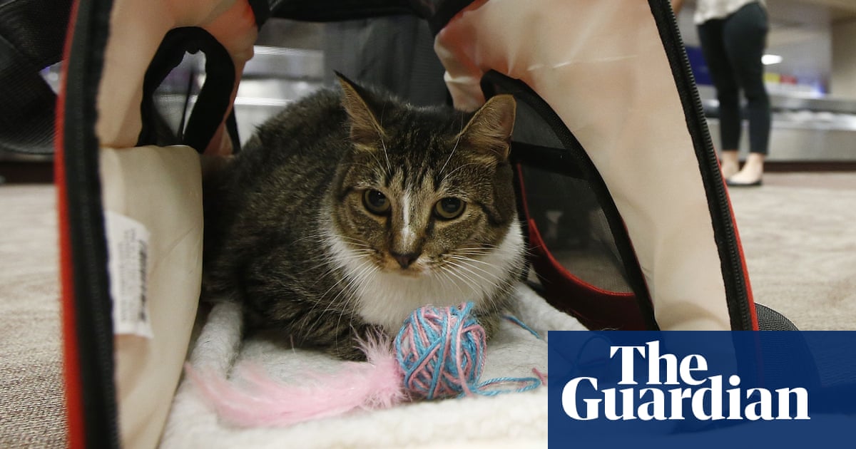 Tell us: do you have an emotional support animal?