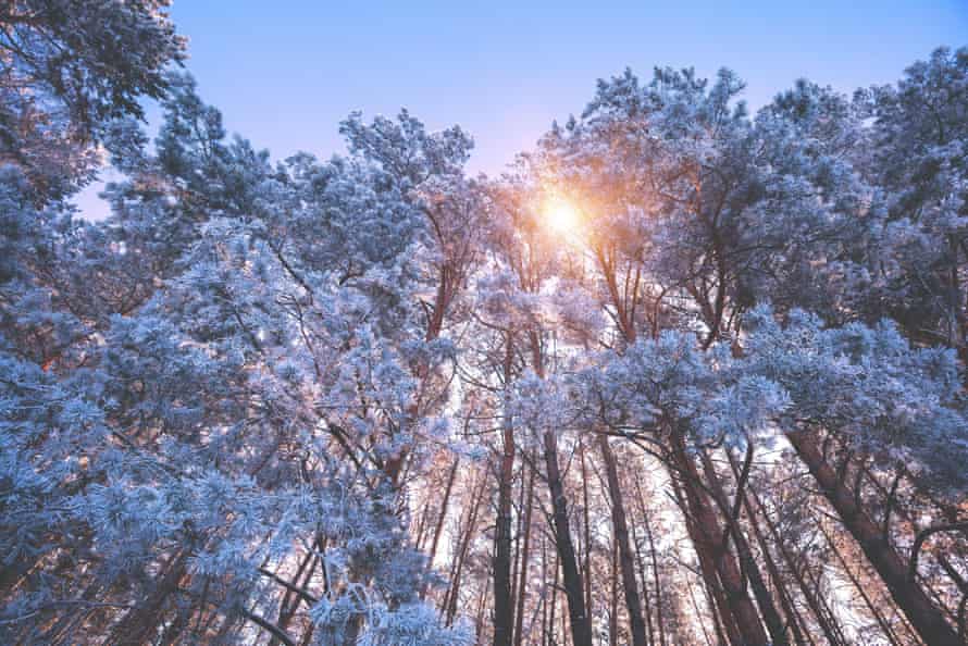 Winter forest on a sunny day