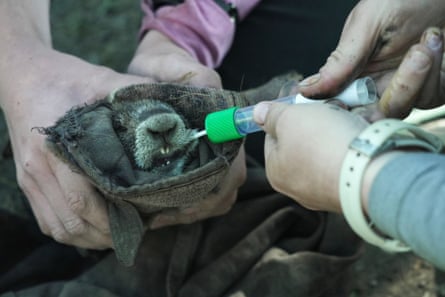 Researchers swab the cheek of a marmot