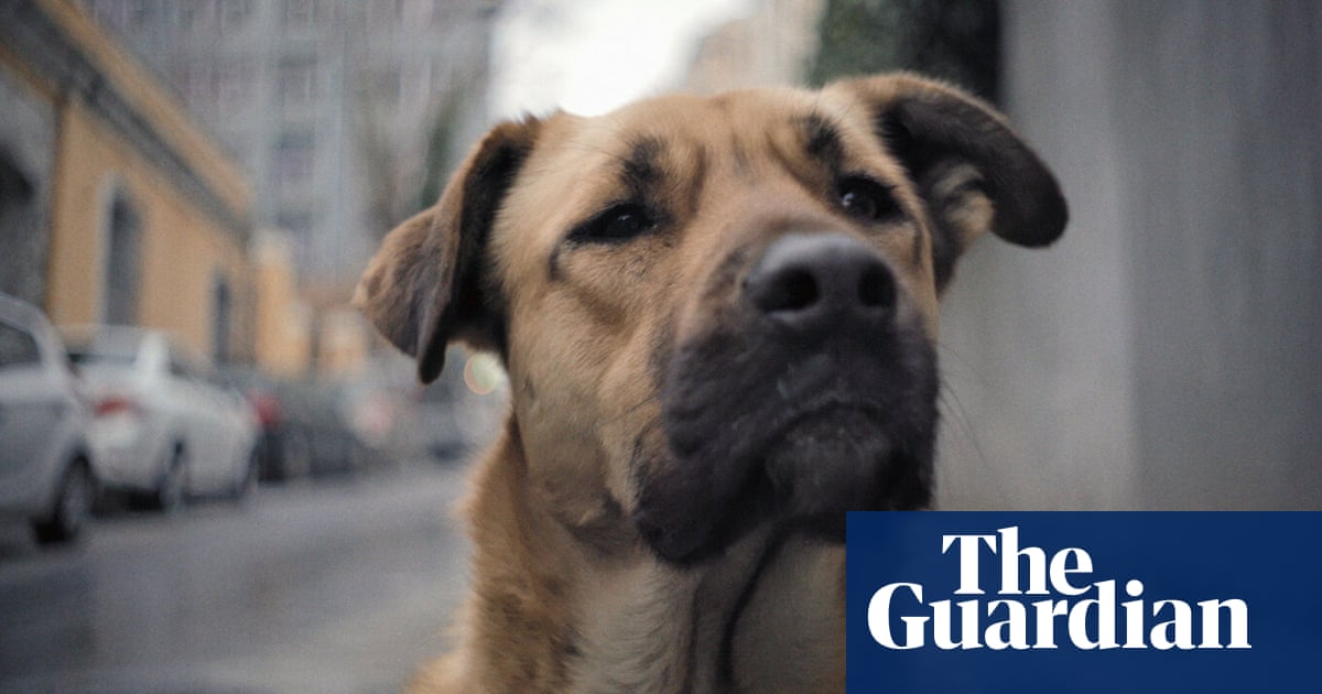 'What appointments did these dogs have to keep?': long lunches and brief liaisons in a radical new dogumentary