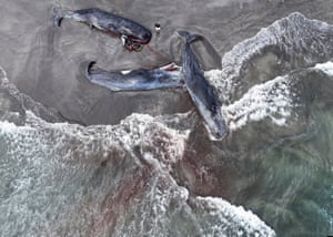 Drone view of four dead whales on a beach, as waves wash around them
