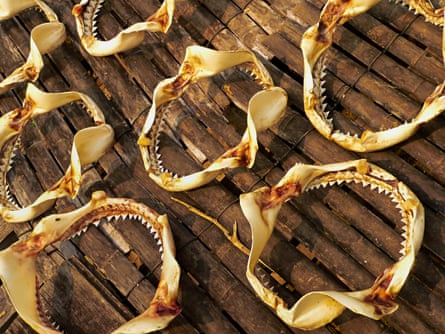 Shark circular, toothed jaw bones laid out on a bamboo floor to dry