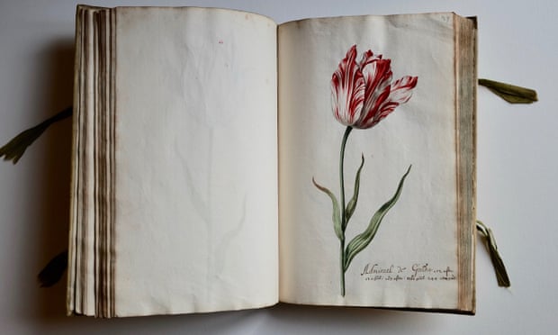 A page from the book of tulips, with watercolour illustration by Jacob Marrel.