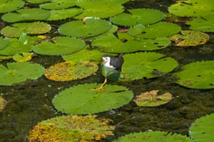 Uma galinha-d'água-de-peito-branco (Amaurornis phoenicurus) atravessa um lago nos Jardins da Baía, em Cingapura