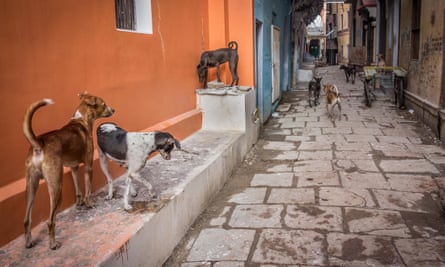 Stray dogs in Varanasi, India.