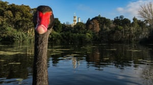 Swans at the Botanical gardens, Melbourne, Australia