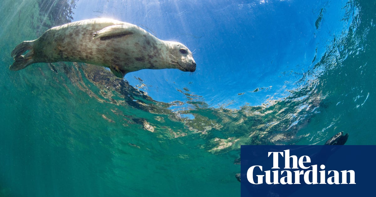 I swam with seals and puffins off the south-west coast of Wales