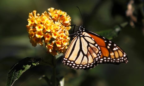 The Monarch Butterfly Beats Extinction in Triumphant California