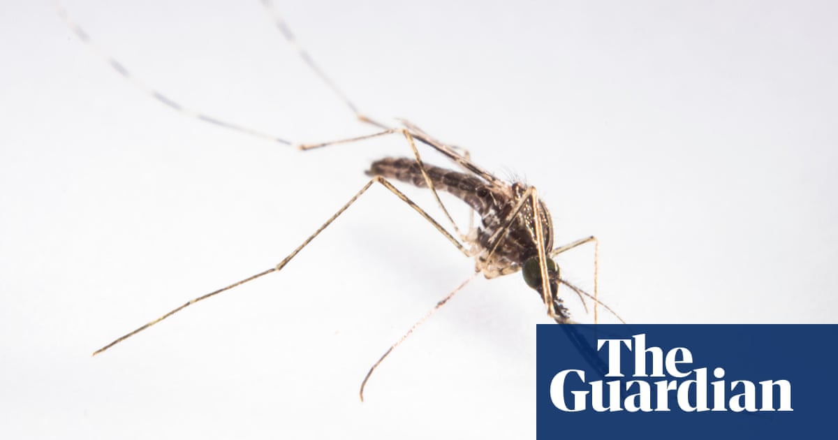 Genetic engineering test with mosquitoes 'may be game changer' in eliminating malaria