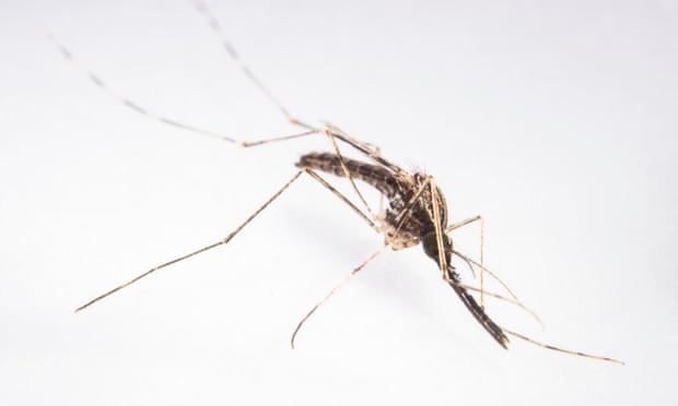 Mosquito of the genus Anopheles