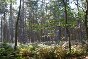 Blean woods, near Canterbury