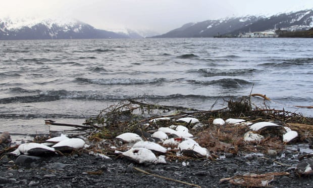 Dead birds lie on a beach in Whittier, Alaska, in January 2016. 