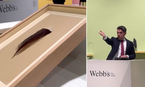 Feather from extinct New Zealand huia auctioned for record-breaking figure – video