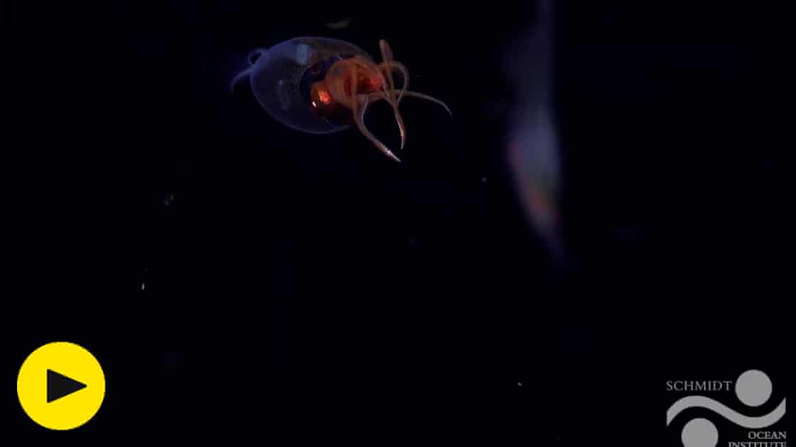 Live colossal squid captured on video in wild for first time ever – video