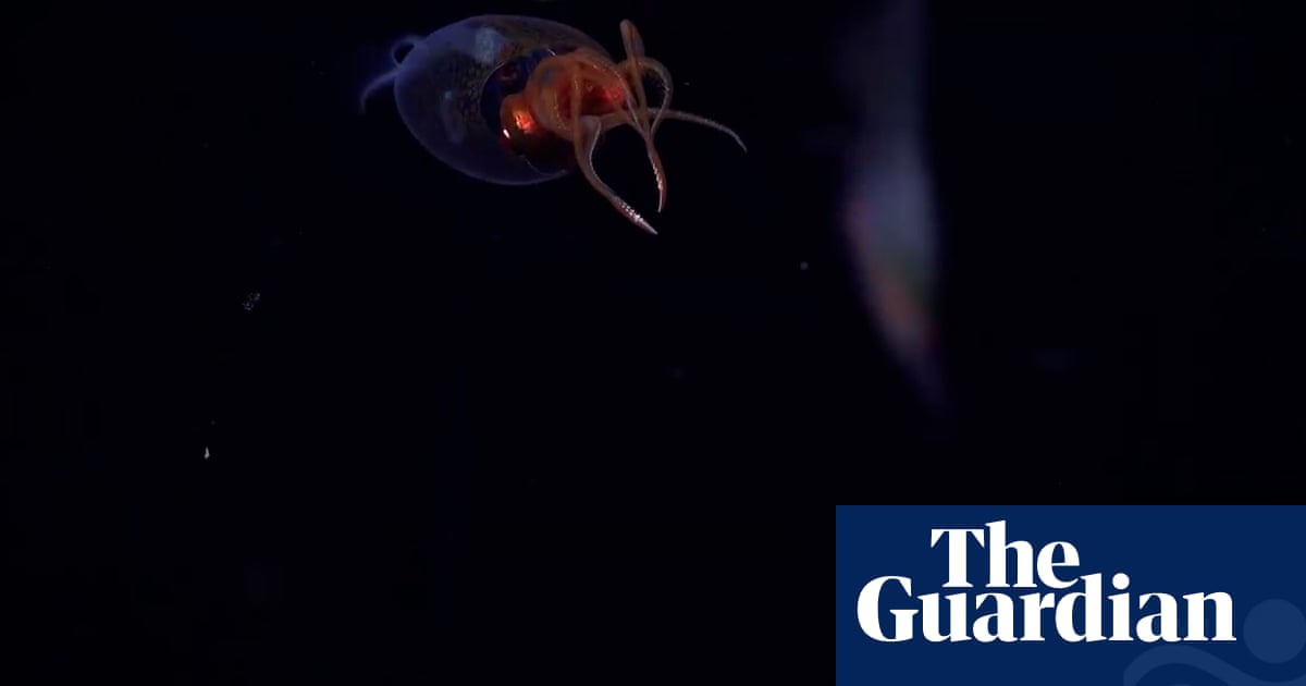 Live colossal squid captured on video in wild for first time ever – video