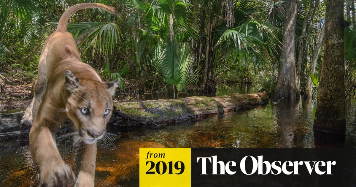 Images Offer Glimpse Into Life Of Endangered Florida Panther Wildlife images-offer-glimpse-into-life-of-endangered-florida-panther-wildlife