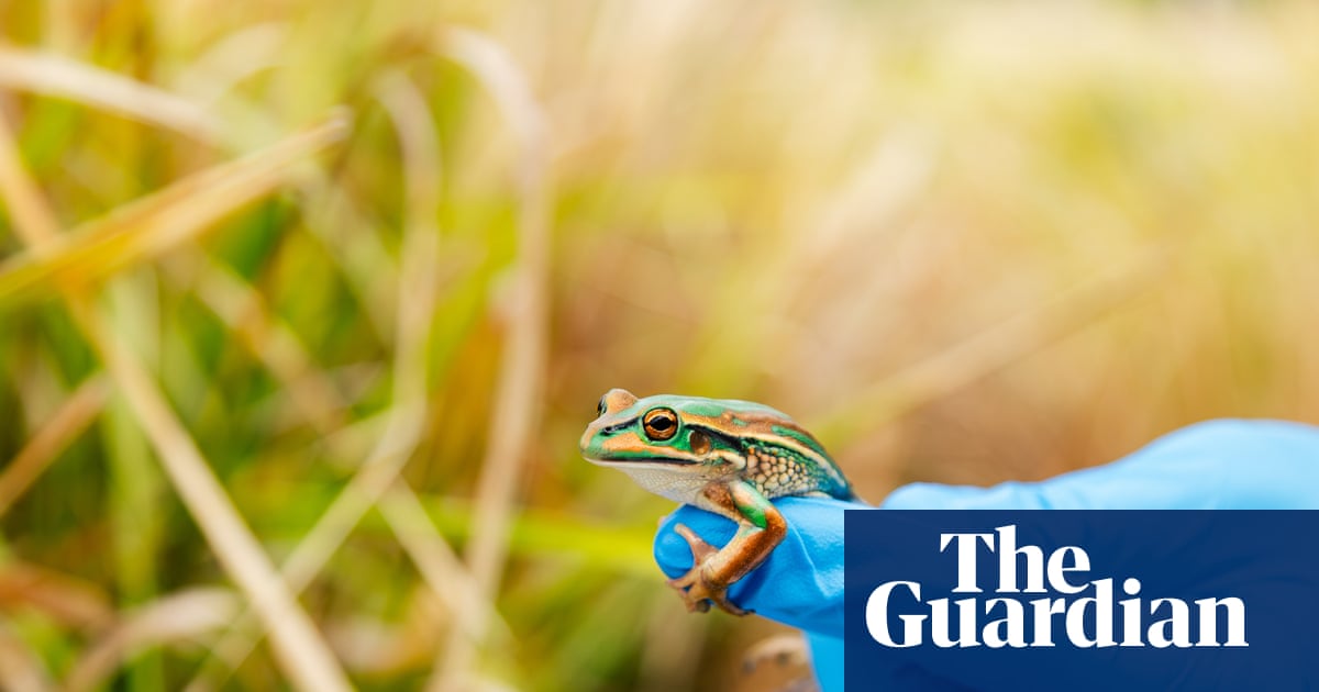 Good luck Dua Leaper: scientists return frogs wiped out by fungal disease to wild