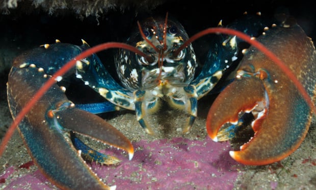 Crabs and Lobsters may Get Similar Rights to Mammals in UK Experiments